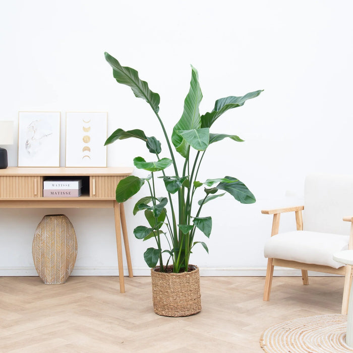 Strelitzia Nicolai - Paradijsvogelplant - ↕150cm