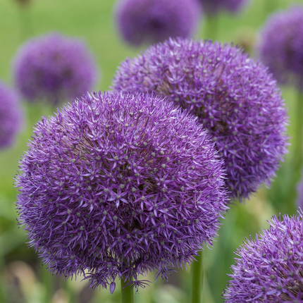 8x Allium Pinball Wizard - Bloembollen - Sierui Tovenaarsknikker - Paars - Zomerbloeier - Bolmaat 18/20