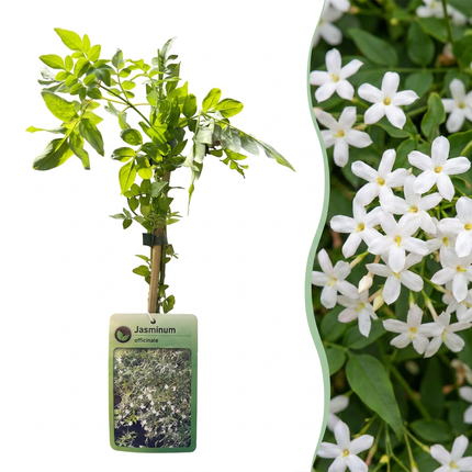 Jasminum officinale - Echte jasmijn 4x - Wit - Klimplant - Ø9cm - ↕35cm