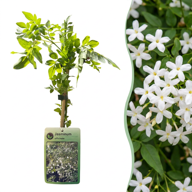Jasminum officinale - Echte jasmijn 4x - Wit - Klimplant - Ø9cm - ↕35cm