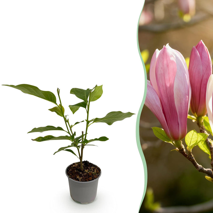 Magnolia Ricki - Bloem Rood - 1 Plant - Bladverliezend - Weinig Onderhoud - Pot 12cm Hoogte 30cm