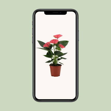 Anthurium Sweet Dream - ↕36cm - Ø12cm