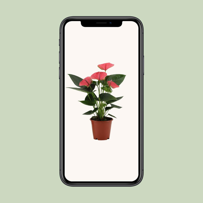 Anthurium Sweet Dream - ↕36cm - Ø12cm