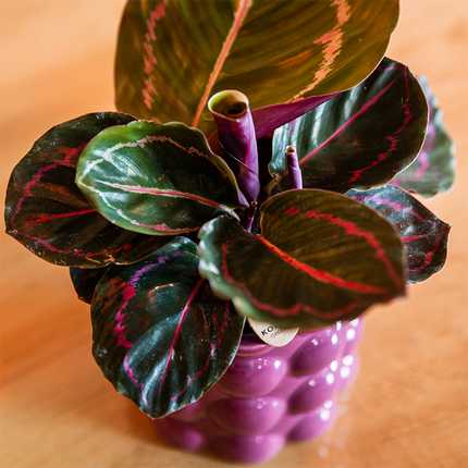 Kolibri Home | Cotton Shine decorative pot - Purple - Ø9cm