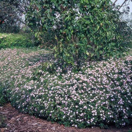 Aster ageratoides 'Asran' - ↕10-25cm - Ø9cm - 24x