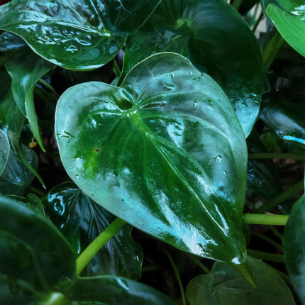 Alocasia Cucullata - Mano de Buda - con cesta - ↕65-70 cm - Ø21 cm