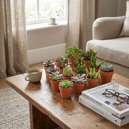 Mini Vetplanten Mix - ↕5-10cm - Ø8,1cm - Terracotta Potten - 12x