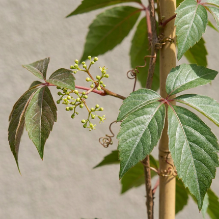 Parthenocissus henryana - Chinese wingerd 4x - Groen - Klimplant - Ø9cm - ↕35cm