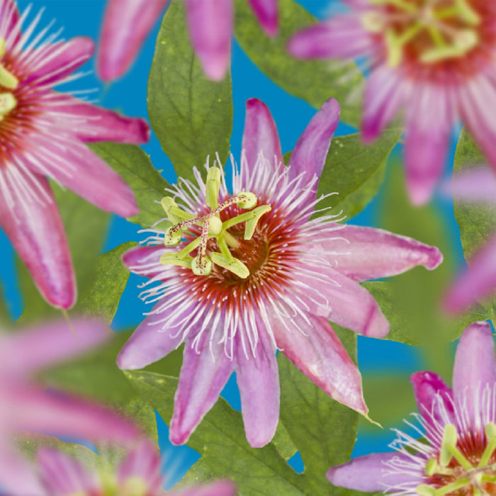 Passiebloem - Passiflora Anastasia  - Bloem Roze - ↕40cm - Ø11cm - 2x
