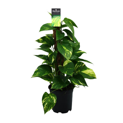 Scindapsus - Epipremnum - ↕50cm - Ø15cm