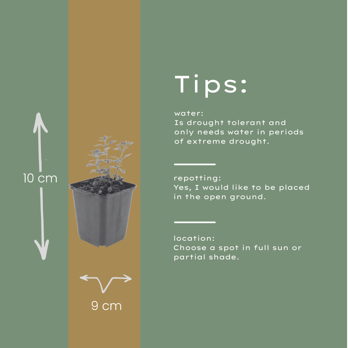 12x Teucrium lucidrys - ↕10-25cm - Ø9cm