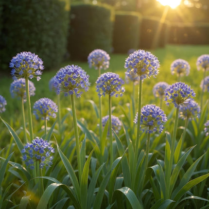 Bulbes de fleurs - Allium caeruleum - Couleur bleue - 40 bulbes - Calibre 4/5 - Paquet XXL
