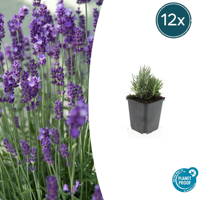 Lavandula Angustifolia 'Dværgblå' - ↕10-25cm - Ø9cm - 12x