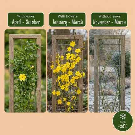 Jasminum nudiflorum - Winterjasmijn 4x - Geel - Klimplant - Ø9cm - ↕35cm