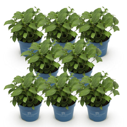 Hydrangea Endles Summer The Bride - Hydrangea - White - ↕20-25cm - Ø14cm - 8x