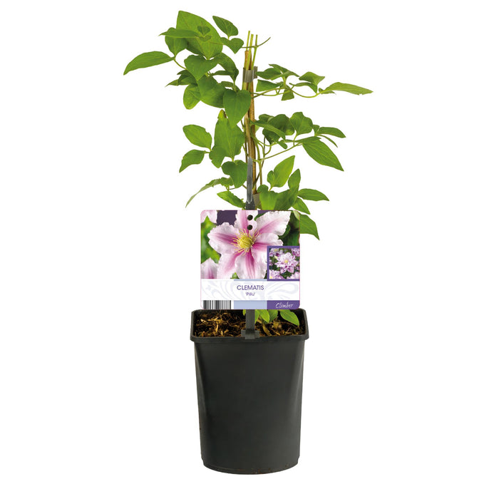 Clematis Piilu - Bloem Roze - Bosrank- ↕40cm - Ø11cm - 2x