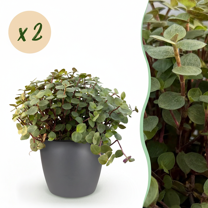 Callisia repens - Schildpadplant - met grijze plantenpotten - ↕15-20cm - Ø12cm - 2x