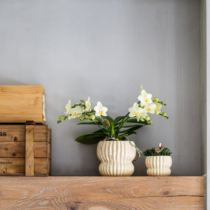 Kolibri Orchids | Combi Deal - 4 Gele Phalaenopsis Orchideeën Botanic Yellow - Ø9 cm