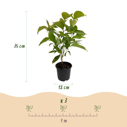 Hartriegel (Cornus mas) – Gelbe Blüte – 1 Pflanze – Laubabwerfend – Pflegeleicht – Topf: 12 cm, Höhe: 35 cm