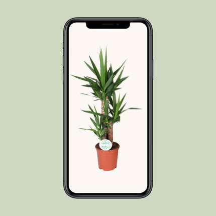 Yucca - ↕90cm - Ø21cm