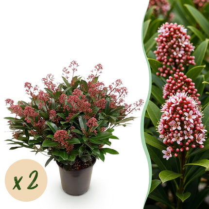 Skimmia Japonica Rubella - Bloem Rood - 40+ Bloemen - ↕60cm - Ø19cm - 2x