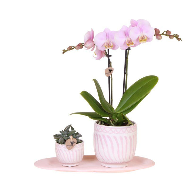 Set regalo Granada rosa | Pianta verde con orchidea Phalaenopsis rosa in vasi decorativi Granada su un vassoio organico rosa