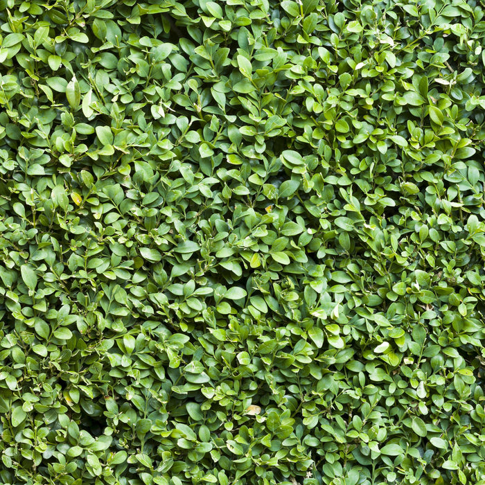 Haagplanten - Buxus sempervirens -  blad groen - 8 planten - 1 strekkende meter - groenblijvend - pot 9cm hoogte 20-25cm