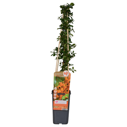 Pyracantha 'Soleil dOr' - Vuurdoorn - ↕65cm - Ø15cm