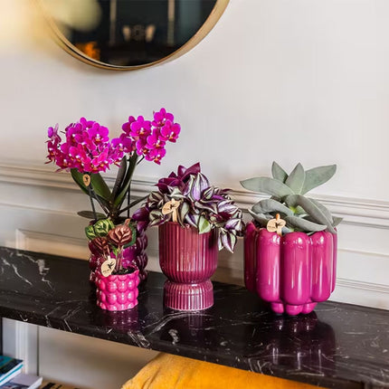 Kolibri Orchids | Plantenset Cotton Paars - Paarse Phalaenopsis Orchidee Blossom Chamonix, Succulenten & Calathea Makoyana