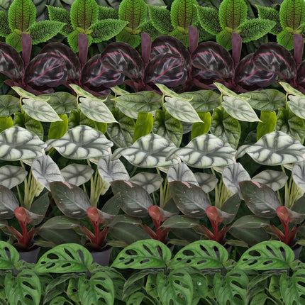 Baby Planten Jungle Mix - Diversen 6x - Tropisch - incl. Linnea Olive - Ø6cm - ↕10-15cm