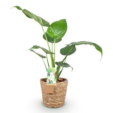 Alocasia Cucullata - Buddha's Hand - with basket - ↕60-65cm - Ø17cm