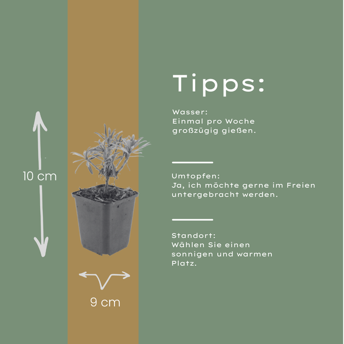 12x Erysimum 'Bowles' Mauve' - ↕10-25cm - Ø9cm