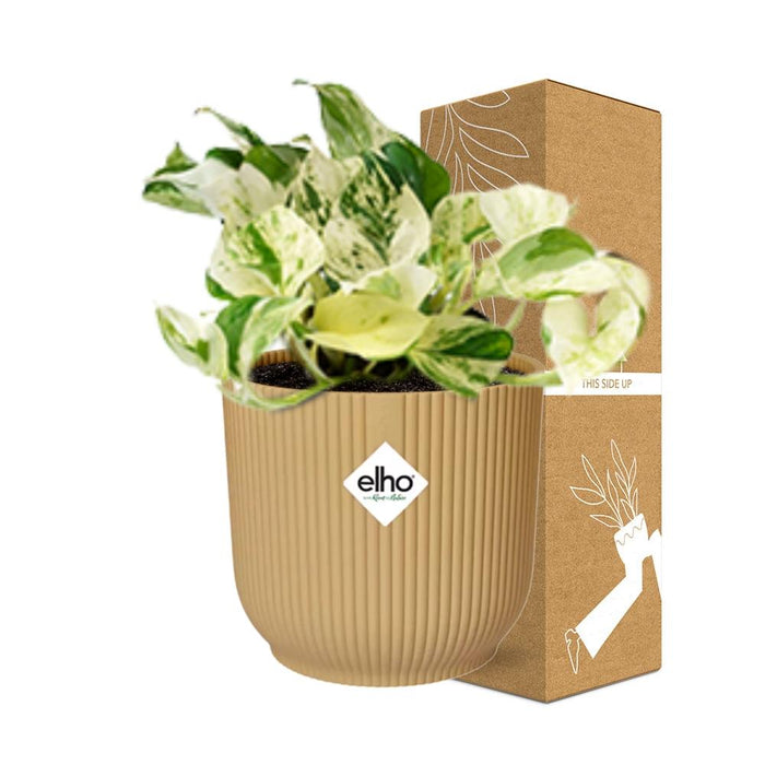 Epipremnum Pinnatum Happy Leaf in elho Vibes Fold Ø14cm geel