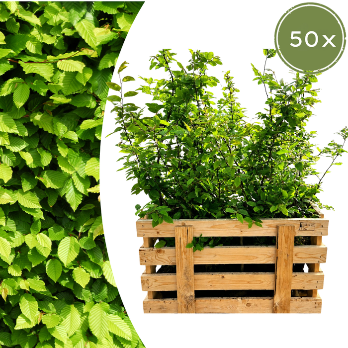 Carpinus Betulus - Haagbeuk - Palletdeal - ↕60-80cm - Ø19cm - 50x