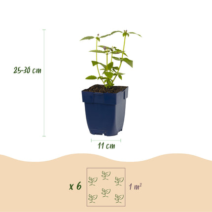 Borderpakket - Geurend - Diversen - Soorten en kleuren - 12 Planten - Pot 11cm - Hoogte 15-25cm
