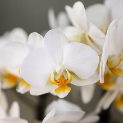Kolibri Orchids | Hvid Mono Bouquet Blossom Lausanne i sivkurv