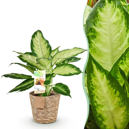 Dieffenbachia Camilla - with basket - ↕45-50cm - Ø17cm