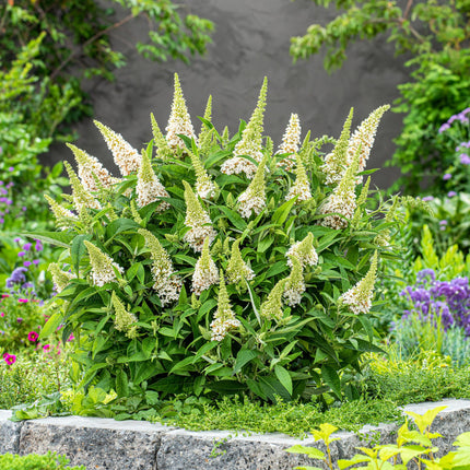 Buddleja davidii Butterfly Candy Little White - Vlinderstruik - Compact - Wit - ↕20-25cm - Ø12cm
