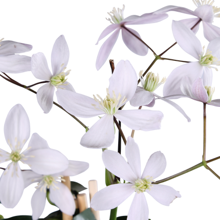 Clematis Armandii Apple Blossom - Clematis Lichtroze - ↕65cm - Ø15cm