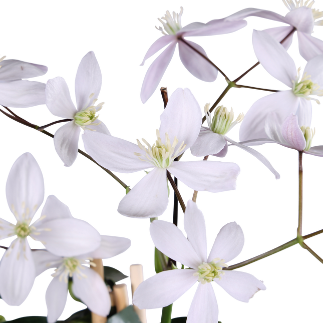 Clematide Armandii Fiore di Mela - Clematide rosa chiaro - ↕65cm - Ø15cm