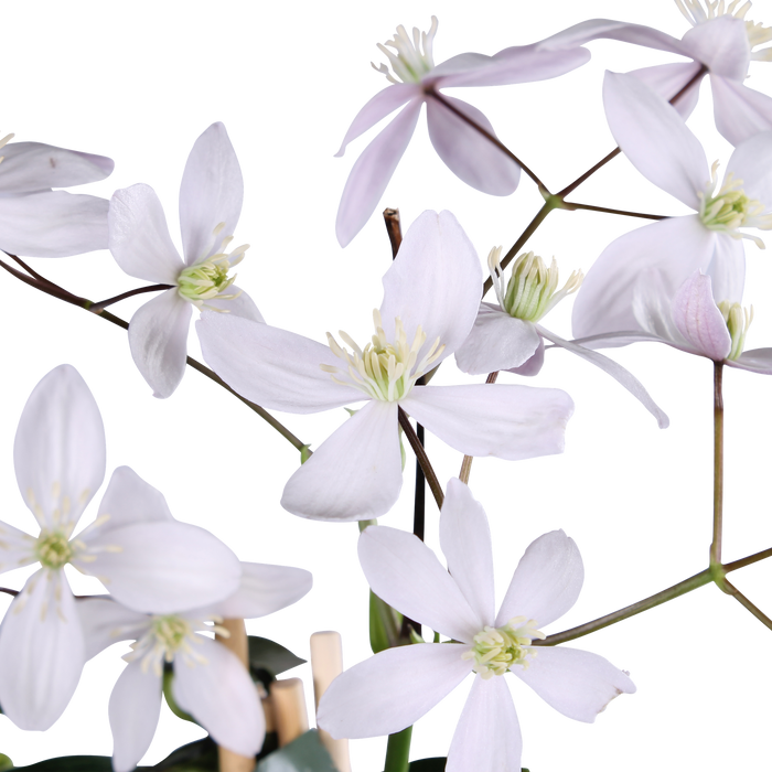 Clematis armandii Apple Blossom - Groenblijvende Clematis Lichtroze - ↕65cm - Ø15cm
