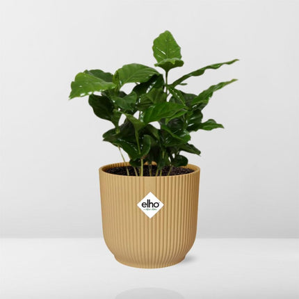 Coffea Arabica in elho Vibes Fold Ø14cm yellow - ↕20-30cm