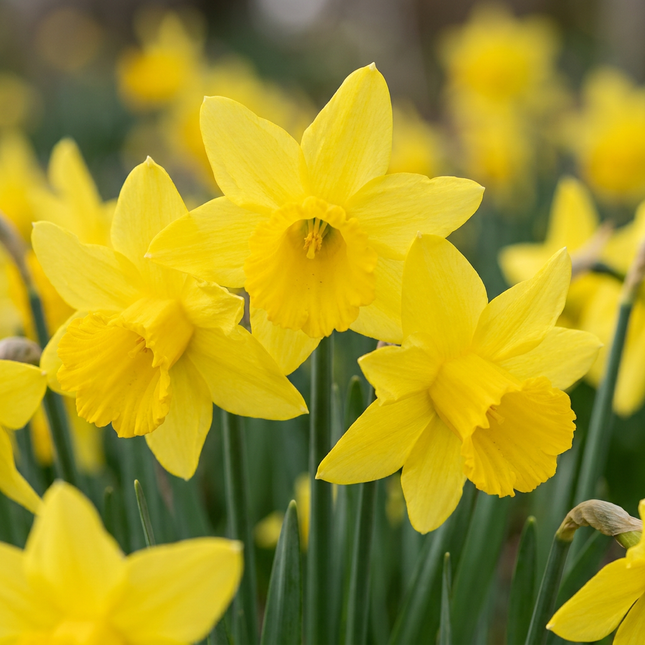 30x Narcissus February Gold - Bloembollen - Februarigouden narcis - Geel - Voorjaarsbloeier - Bolmaat 10/12