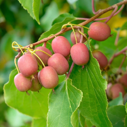 Actinidia arguta Weiki - Kiwiplant - Mannelijk - Rode - Paarse Vruchtjes - ↕50cm - Ø15cm