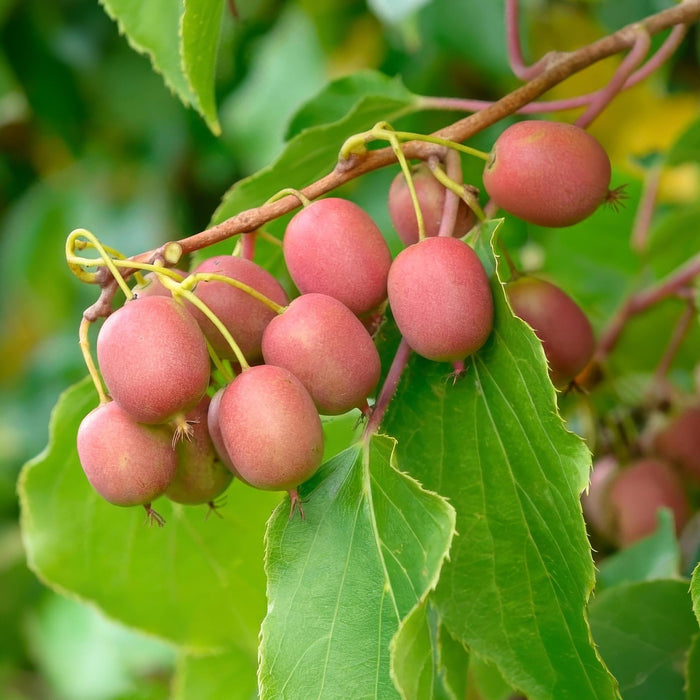 Actinidia arguta Weiki - Kiwiplant - Mannelijk - Rode - Paarse Vruchtjes - ↕50cm - Ø15cm