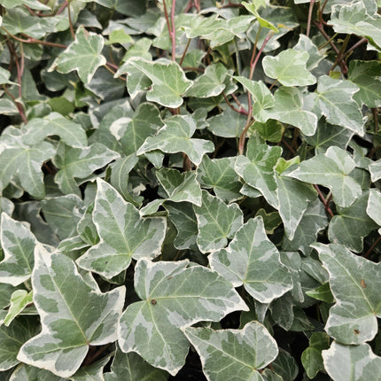 Hedera helix 'Glacier' - ↕10-25cm - Ø9cm - 48x