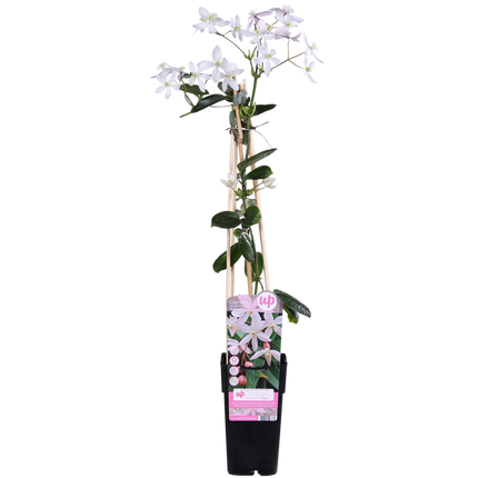 Clematis Armandii Apple Blossom - Clematis Lichtroze - ↕65cm - Ø15cm