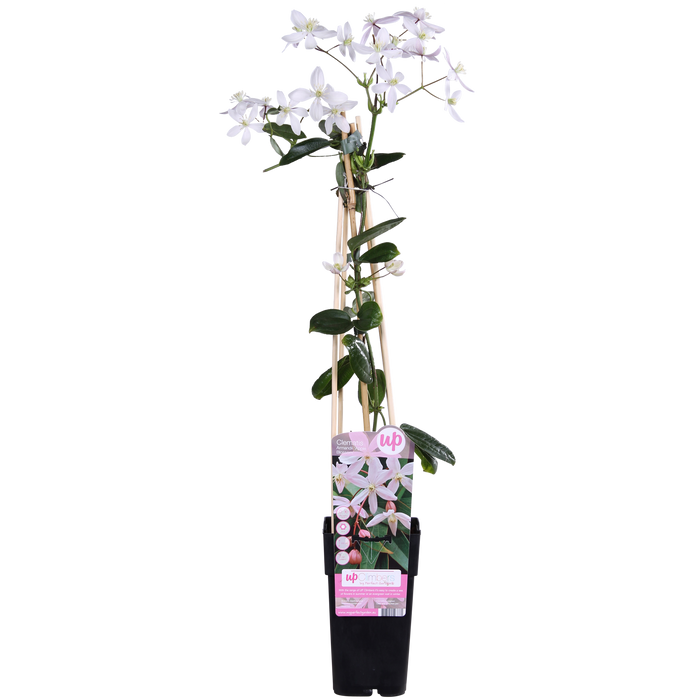 Clematis armandii Apple Blossom - Groenblijvende Clematis Lichtroze - ↕65cm - Ø15cm