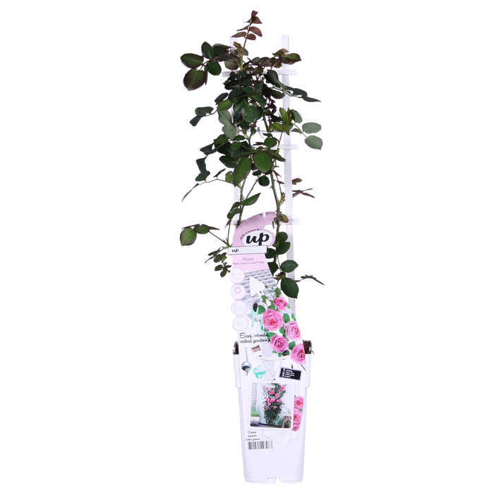 Rosa Crazy in love 'Pink' - ↕65cm - Ø15cm - 3x