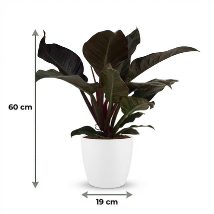 Philodendron Imperial Red - met witte pot - ↕60cm - Ø19cm